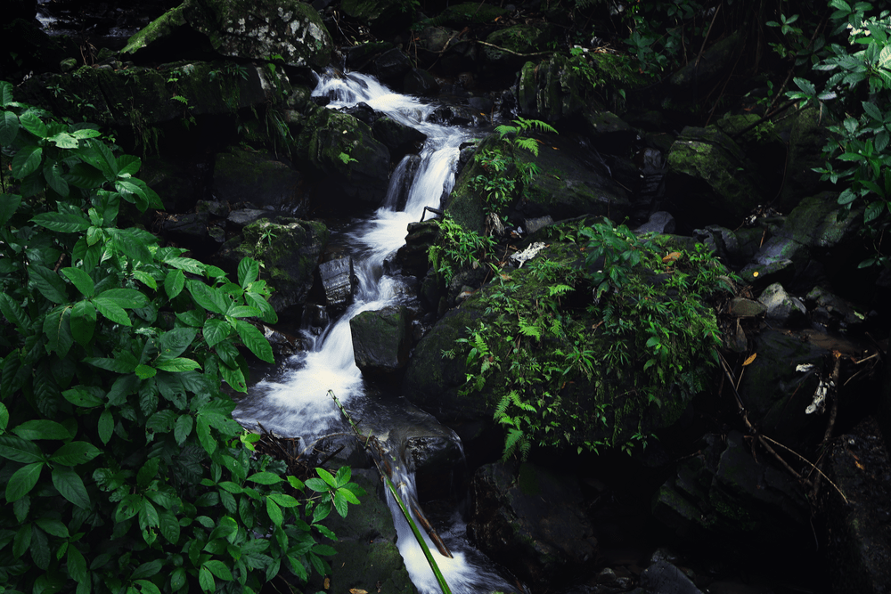 Waterfall cascading through mossy rocks in the rainforest